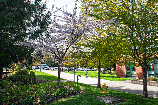 cherry blossoms in bloom outside of campus center