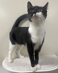 black and white tuxedo cat