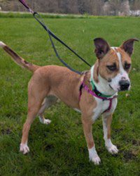 dog on leash in grass