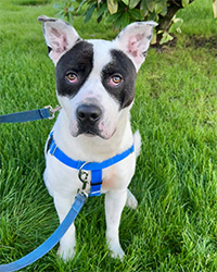 dog on leash sitting in grass
