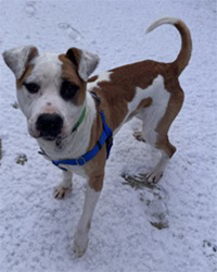 dog standing in snow