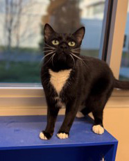 cat standing on shelf