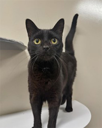 cat standing on shelf