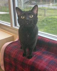 cat sitting on plaid blanket