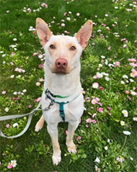 dog sitting in field of flowers