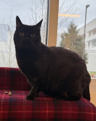 cat sitting on plaid blanket