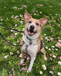 dog sitting in field of flowers