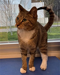 cat standing on shelf in front of window