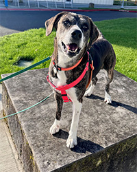 dog standing outdoors on stone platform