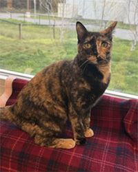 cat sitting on plaid blanket