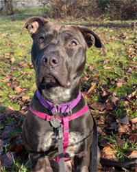 dog sitting on grass with dried leaves