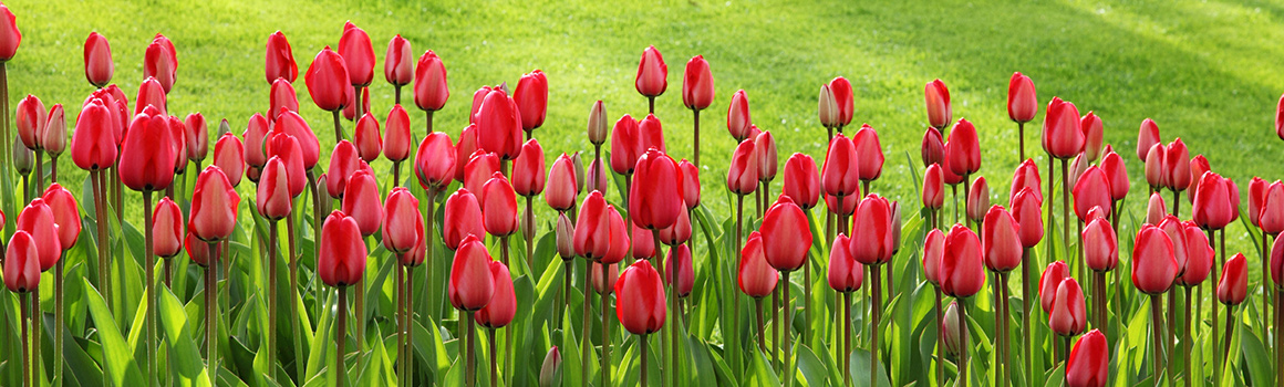 Tulips